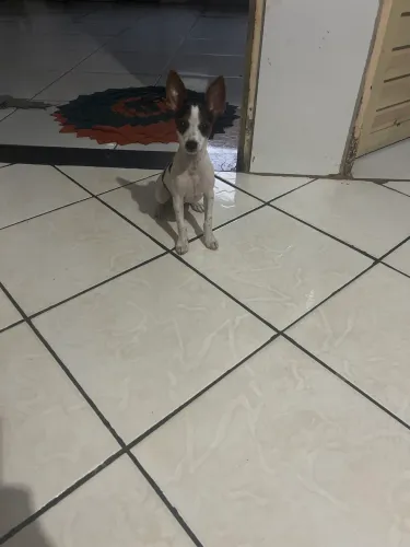 Vendo Pinscher número 1 com 4 meses com todas as vacinas.muito saudável e brincalhão.
