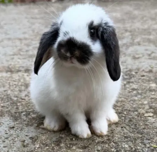 Mini lop uruguaio