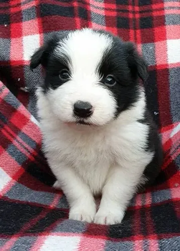 Filhote de Border Collie Que Vai Impressionar Você