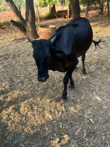 Novilha gorda