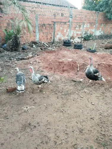 Vendo Casal de Perú, apenas 500 reais