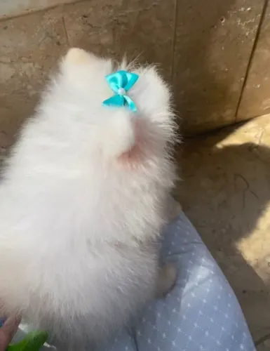 Fêmea Lulu da Pomerânia branco neve 