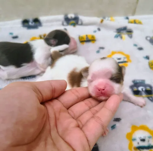 Shih Tzu machos linhagem fígado 
