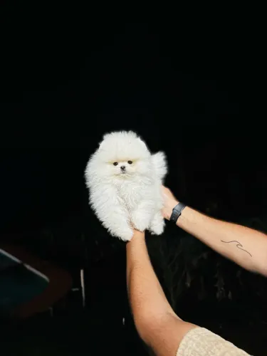 Lulu Ursinho do jeito que vc sempre sonhou