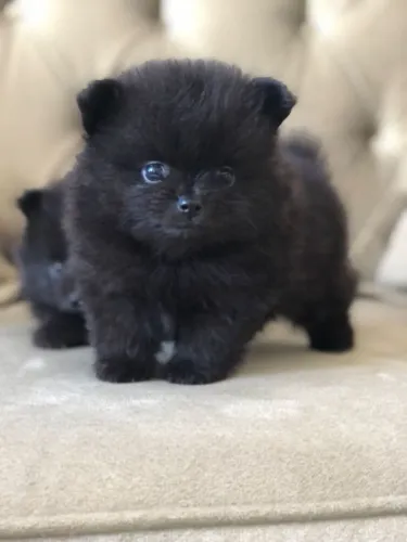 Lulu da Pomerânia 