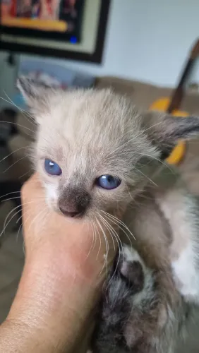 Doação de 1 gatinho siamês 1 mês e meio muito fofinho