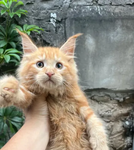 Gato gigante Maine Coon laranja - puro - pedigree - ler todas as informações