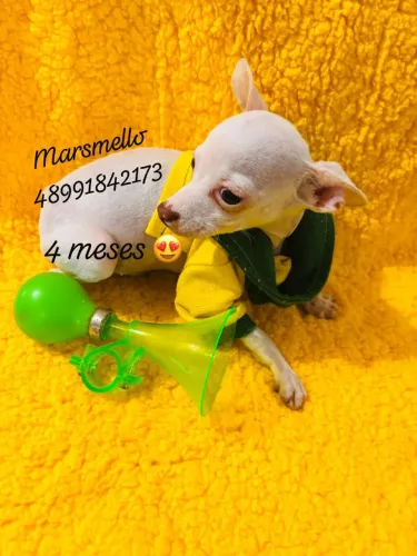 Lindos machinhos de pinscher 