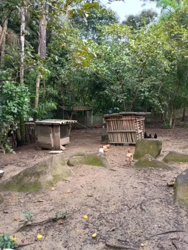 Lote de galinha 