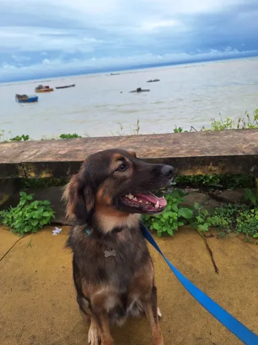 Cachorro SRD para adoção responsável 