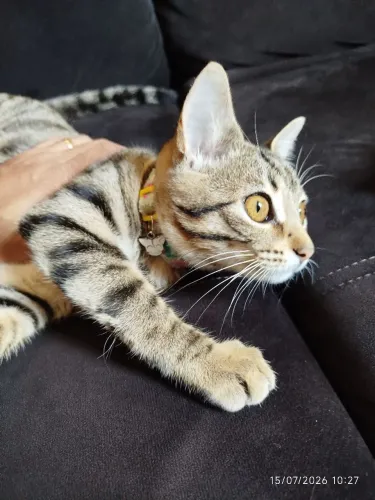 Doação de Gata 