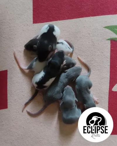 Ratos Twister | Filhotes | Pets Roedores