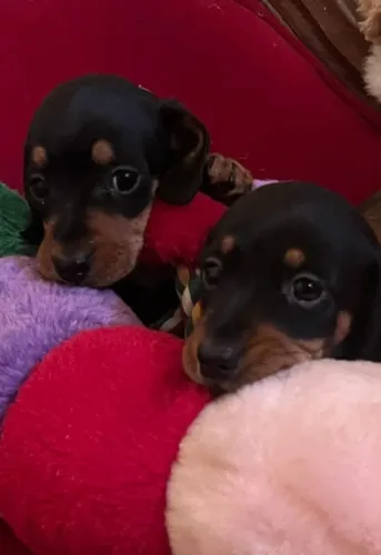 Bebezinho dachshund/teckel/basset/salsicha/cofap brincalhão e saudável