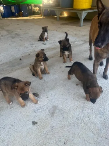 FILHOTES DE ALTA PERFORMANCE: MALINOIS X BORDER COLLIE
