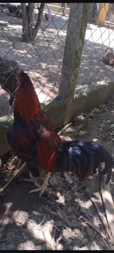 Galo