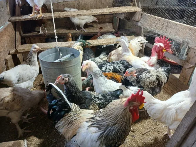 Vendo galo e frangos caipira
