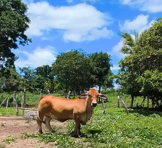Animais 