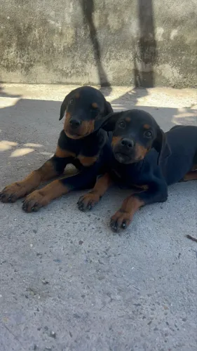 Vendo Filhote de Rottweiler 