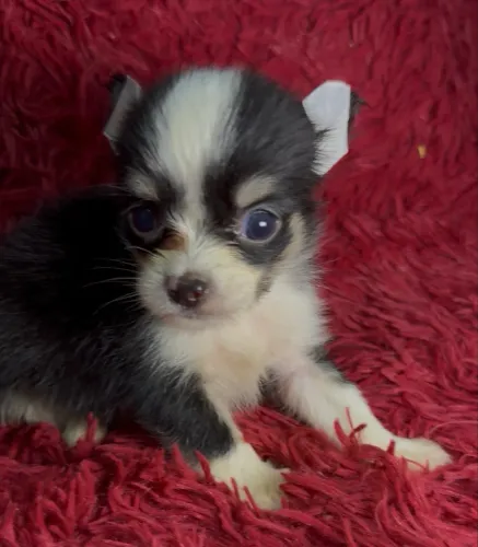 VENDA CHIHUAHUA MACHO PROMOÇÃO PELO LONGO