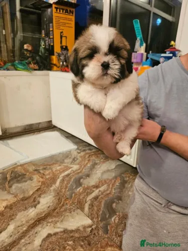Bebezinho shih tzu/shitzu dócil saudável genética robusta e dócil