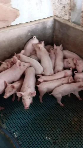 Leitões desmamados mestiços agroceres