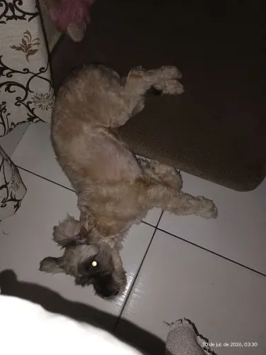 Cachorro 