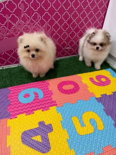 Lulu da pomerania