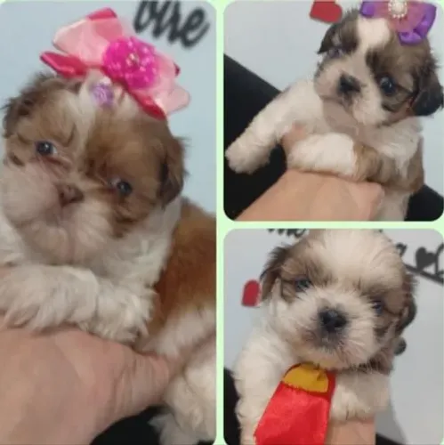 Shitzu fêmeas e machos bibelô 