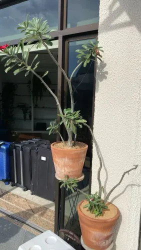 Plantas com vaso