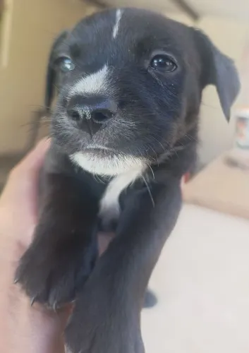 Cachorro macho filhote pra doação