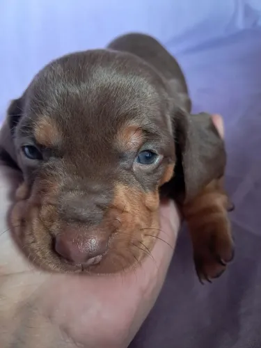 Dachshund 
