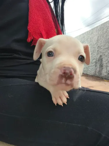 Cachorro Pit Bull albino fêmea