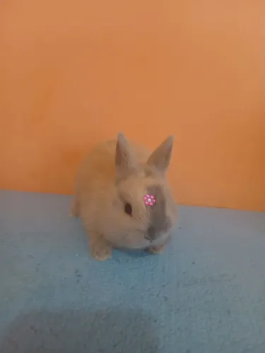 Coelhinhos netherland Dwarf 