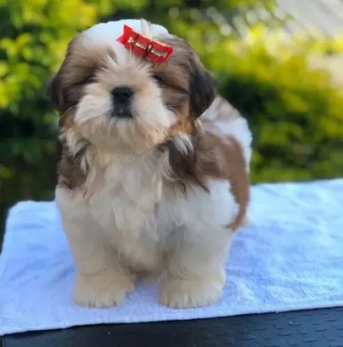 Shitzu mini fêmea 