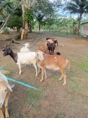 Vendo esses animais 