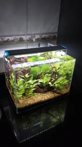 Aquario plantado