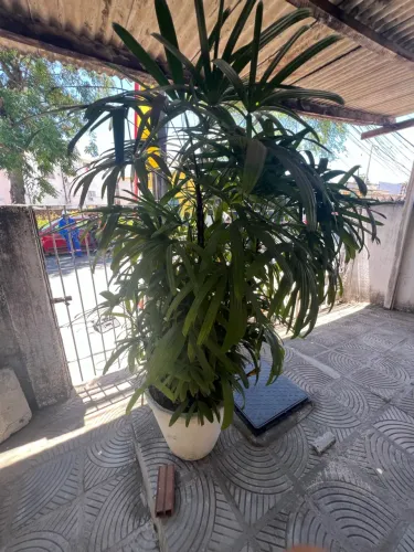 Conjunto de 16 plantas (Ráfia, Palmeira imperial etc)