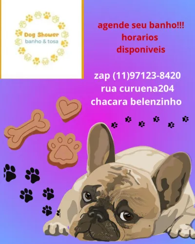 Cachorro