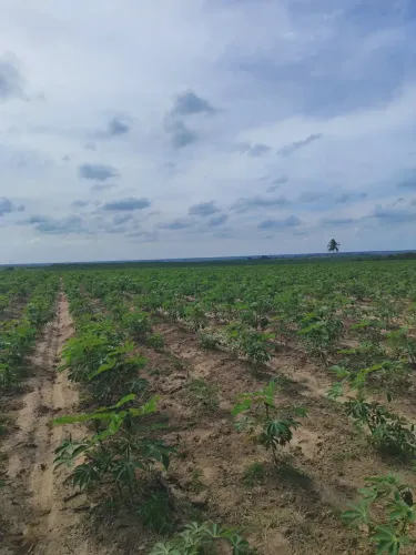 Excelente fazenda com 41 hectares na região de Macaíba próximo a cana brava