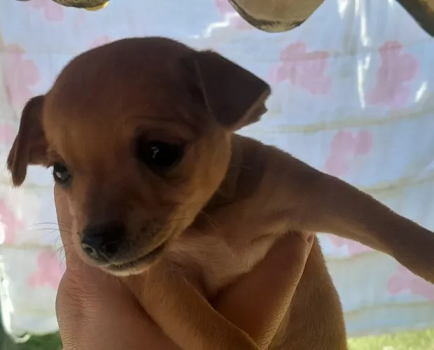 Pinscher N 1