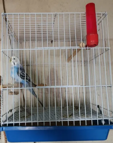 Gaiola 