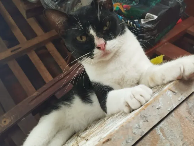 Doação de gato 