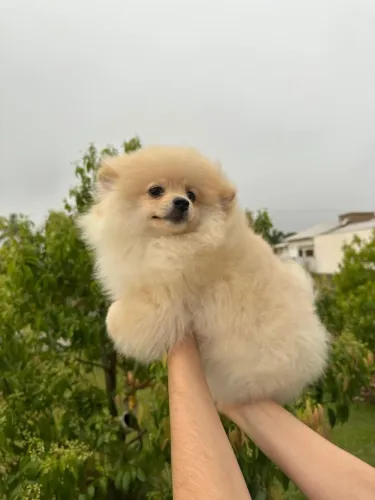 Cachorro