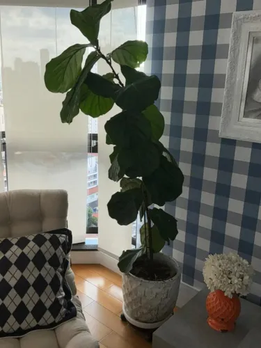Planta com Vaso e Suporte