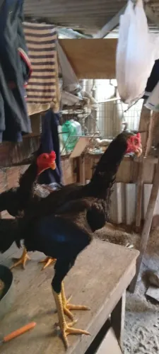 Galo