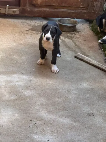 Dogue alemão filhote