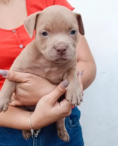 Filhote macho American Bully