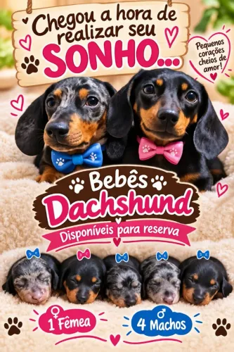 Lindos filhotes de daschund disponíveis para reserva.