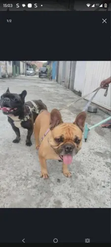 CASAL DE BUDOQUE FRANCÊS ( MÃE E FILHO).