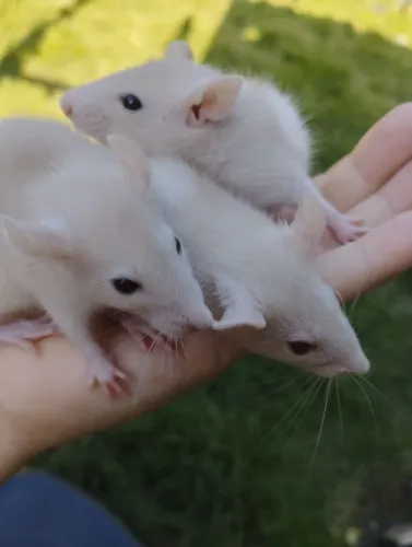 Ratinhos Twister Ratos